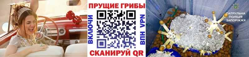 Псилоцибиновые грибы ЛСД нарко площадка состав Кизляр наркотики