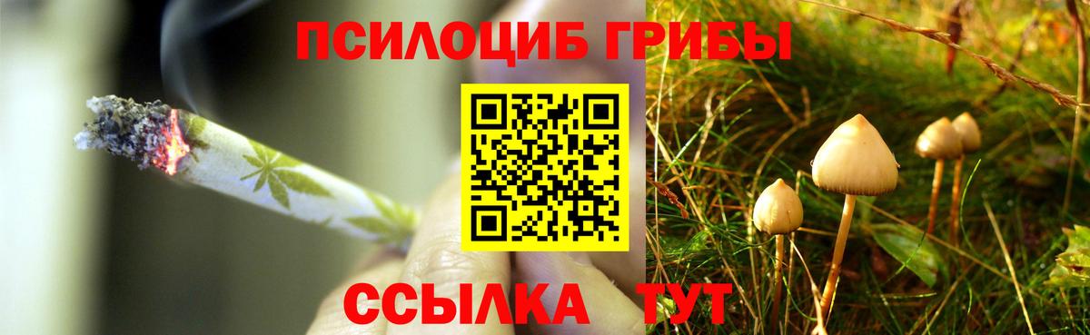 Псилоцибиновые грибы Cubensis  Кизляр 